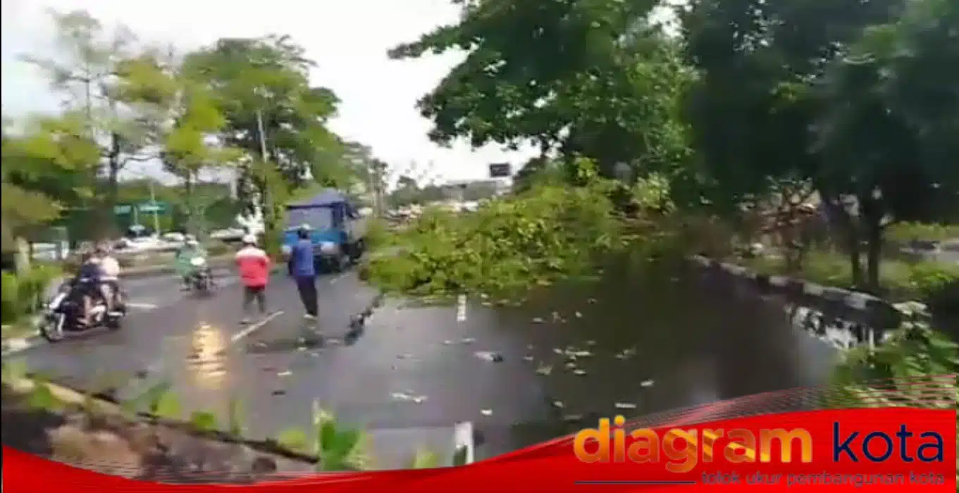 Hujan Deras dan Angin Kencang di Sidoarjo, Pohon Tumbang Hambat Pengendara