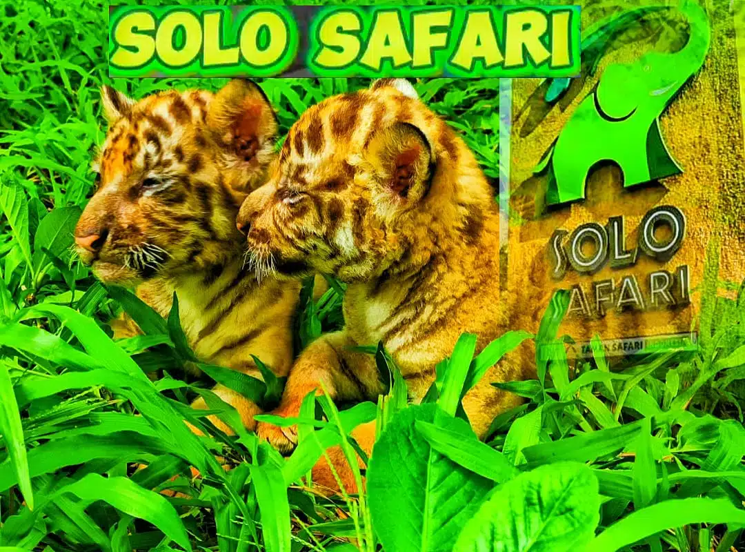 Menggemaskan di Momen Lebaran 2024 Tiga Bayi Harimau Benggala di Solo Safari
