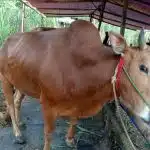 PPSDS Jatim: Harga Sapi Potong di Jatim Naik Drastis Jelang Idul Adha, Capai Rp75.000 per Kg
