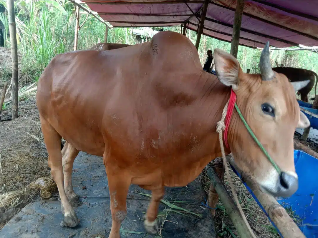 PPSDS Jatim: Harga Sapi Potong di Jatim Naik Drastis Jelang Idul Adha, Capai Rp75.000 per Kg