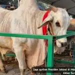 Sapi Seberat 1 Ton dari Presiden Jokowi Kurban Idul Adha 1445 H di Masjid Al Akbar Surabaya