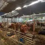 Surabaya Hadapi Tantangan Pengelolaan Kotoran Sapi Qurban