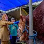 Aturan Baru: Pedagang Hewan Kurban di Surabaya Harus Miliki SKKH dan Izin DKPP