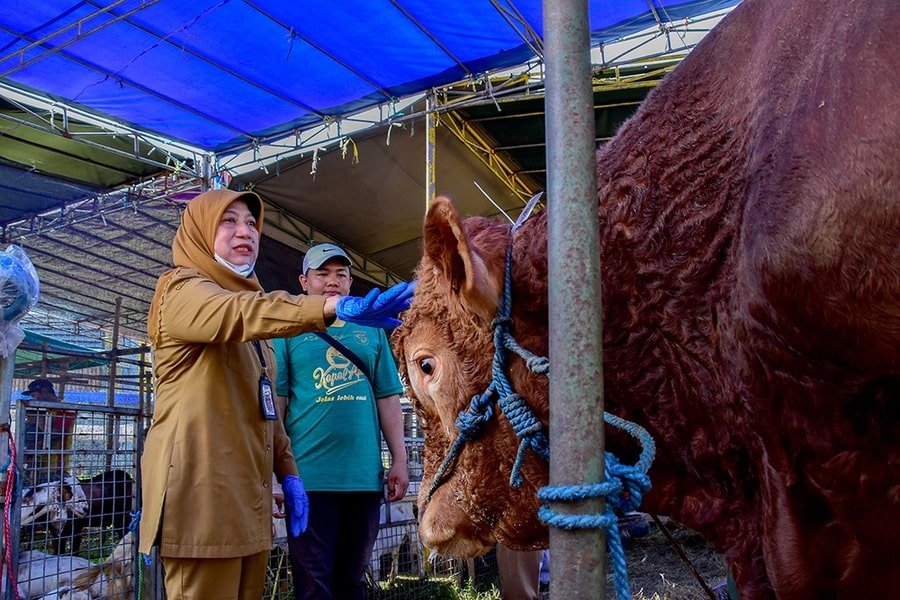 Aturan Baru: Pedagang Hewan Kurban di Surabaya Harus Miliki SKKH dan Izin DKPP