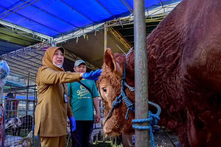 Aturan Baru: Pedagang Hewan Kurban di Surabaya Harus Miliki SKKH dan Izin DKPP