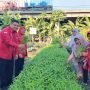 Wakil Sekertaris DPC PDIP Surabaya Dukung Taman Getol Sebagai Tempat Urban Farming