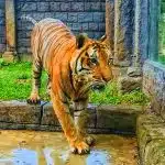 Solo Safari Peringati Hari Harimau Internasional 2024 Dengan Tumpeng Daging