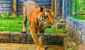Solo Safari Peringati Hari Harimau Internasional 2024 Dengan Tumpeng Daging