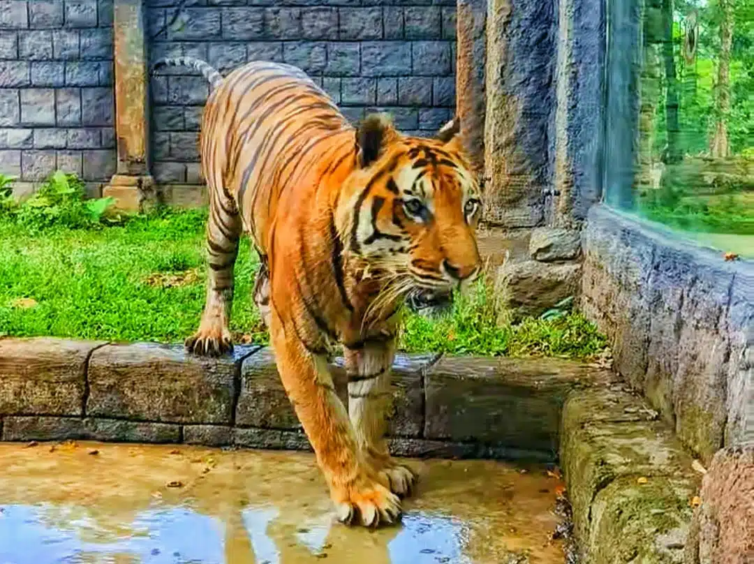 Solo Safari Peringati Hari Harimau Internasional 2024 Dengan Tumpeng Daging