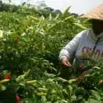 Menjelang Musim Hujan, Waspadai Ancaman Penurunan Produksi Cabai