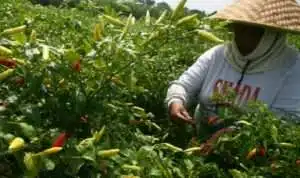 Menjelang Musim Hujan, Waspadai Ancaman Penurunan Produksi Cabai