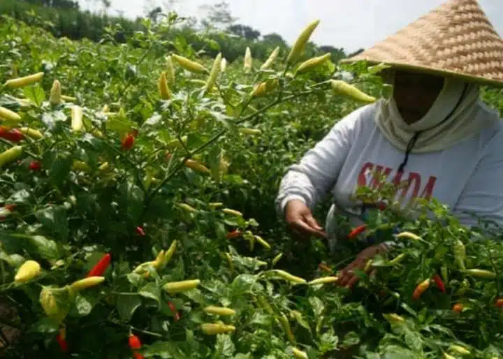 Menjelang Musim Hujan, Waspadai Ancaman Penurunan Produksi Cabai
