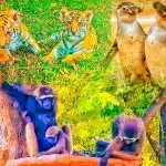 Taman Safari Indonesia Sambut Kelahiran Penguin Langka
