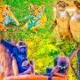 Taman Safari Indonesia Sambut Kelahiran Penguin Langka