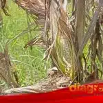 Panen 2 Minggu Lagi, 3½ Hektare Lahan Jagung di Balongbendo Ludes Diserang Tikus dalam 2 Hari