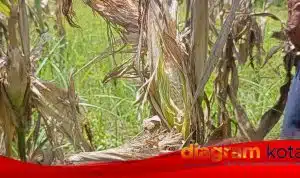 Panen 2 Minggu Lagi, 3½ Hektare Lahan Jagung di Balongbendo Ludes Diserang Tikus dalam 2 Hari