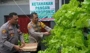Polsek Tambaksari Tunjukkan Inovasi Pertanian Hidroponik, Kapolrestabes Surabaya Panen Perdana