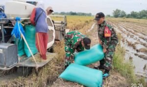 Penyerapan Gabah Petani di Desa Gluran Ploso Berjalan Lancar