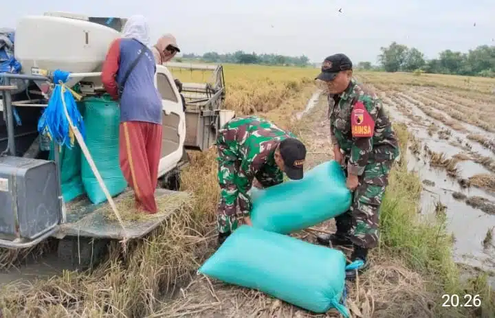 Penyerapan Gabah Petani di Desa Gluran Ploso Berjalan Lancar