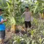 Bhabinkamtibmas Sukorejo Turun ke Lahan, Dukung Ketahanan Pangan Warga