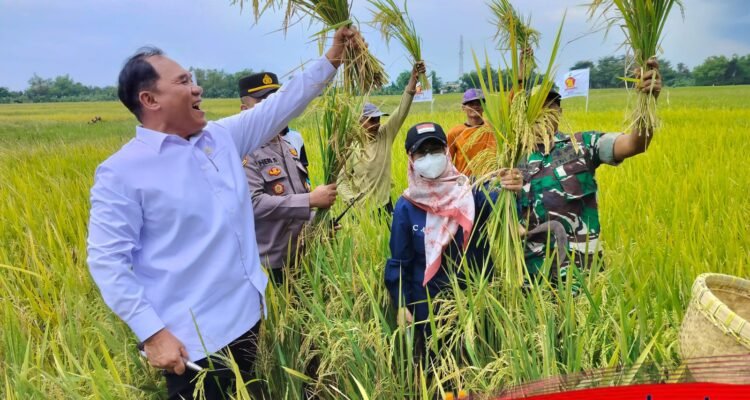 BHS Apresiasi Panen Raya di Tarik, Produksi Padi Capai 9 Ton Per Hektare
