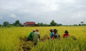 Panen Raya di Karangan Kidul Gresik Sukses! Petani Antusias