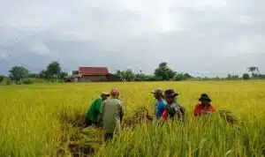 Panen Raya di Karangan Kidul Gresik Sukses! Petani Antusias