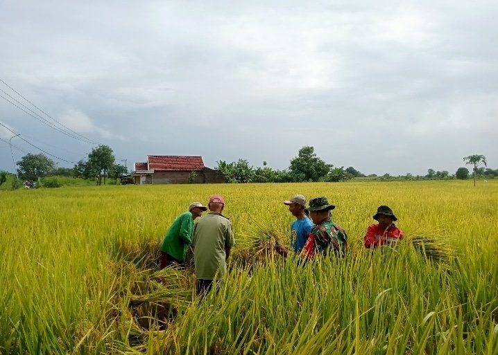 Panen Raya di Karangan Kidul Gresik Sukses! Petani Antusias