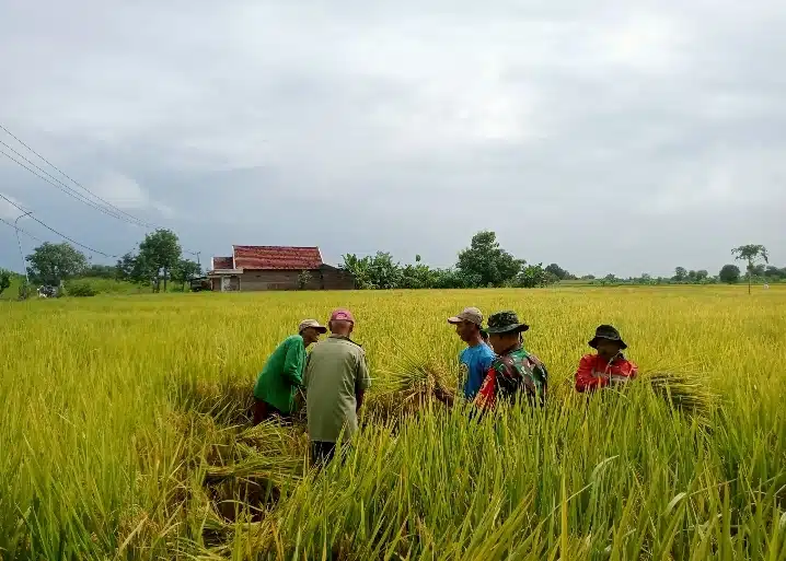 Panen Raya di Karangan Kidul Gresik Sukses! Petani Antusias