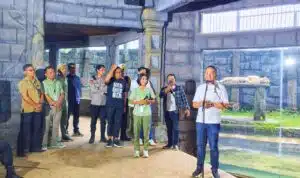 Lebaran Istimewa di Solo Safari dan Kelahiran Tiga Bayi Harimau Benggala