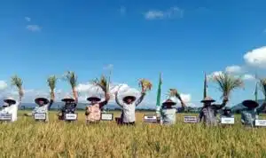 Panen Raya Padi di Tulungagung: Surplus Beras dan Semangat Gotong Royong