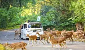 TSI Group Tegaskan Komitmen Majukan Pariwisata Nasional di Tengah Dinamika Global