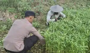 Bhabinkamtibmas Desa Sumberejo Dukung Warga Manfaatkan Pekarangan untuk Ketahanan Pangan