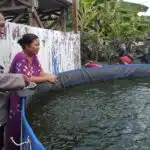 Budidaya Ikan Lele di Karangbong Tunjukkan Hasil Positif, Dukung Program Ketahanan Pangan Nasional