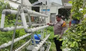 Bhabinkamtibmas Apresiasi Inovasi Hidroponik Pemdes Sidodadi Dukung Ketahanan Pangan