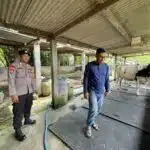 Bhabinkamtibmas Jemundo Tinjau Peternakan Sapi, Dorong Ketahanan Pangan Lewat Pola Pakan Bergizi