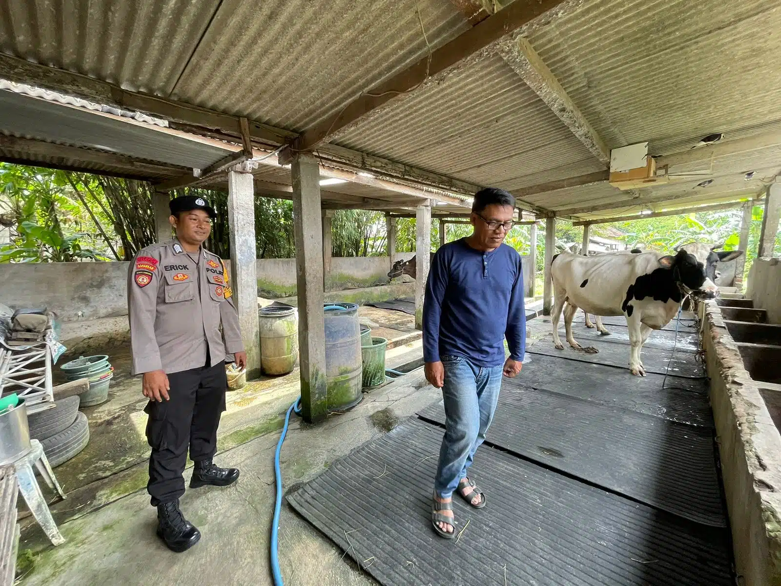 Bhabinkamtibmas Jemundo Tinjau Peternakan Sapi, Dorong Ketahanan Pangan Lewat Pola Pakan Bergizi
