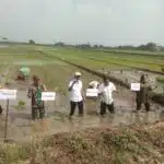 Tiga Pilar Desa Gelang Kompak Dukung Ketahanan Pangan Nasional Lewat Penanaman Padi Serentak