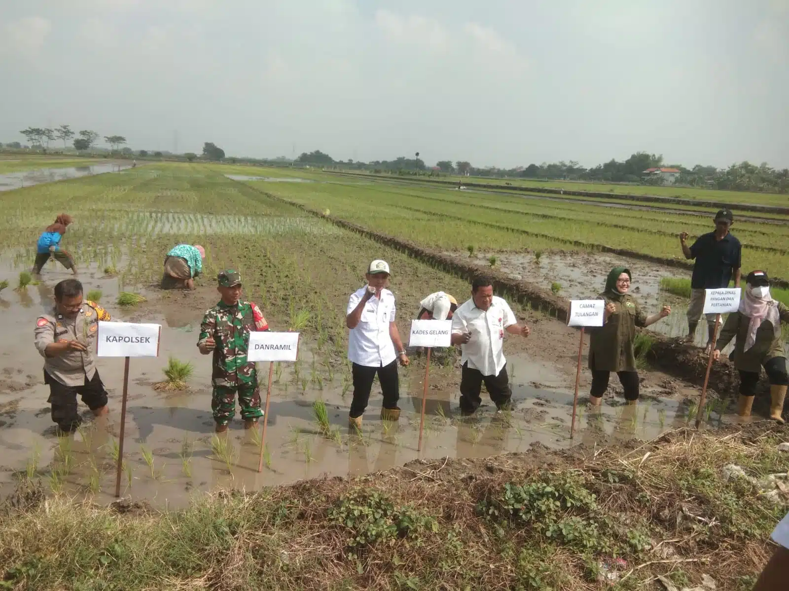 Tiga Pilar Desa Gelang Kompak Dukung Ketahanan Pangan Nasional Lewat Penanaman Padi Serentak