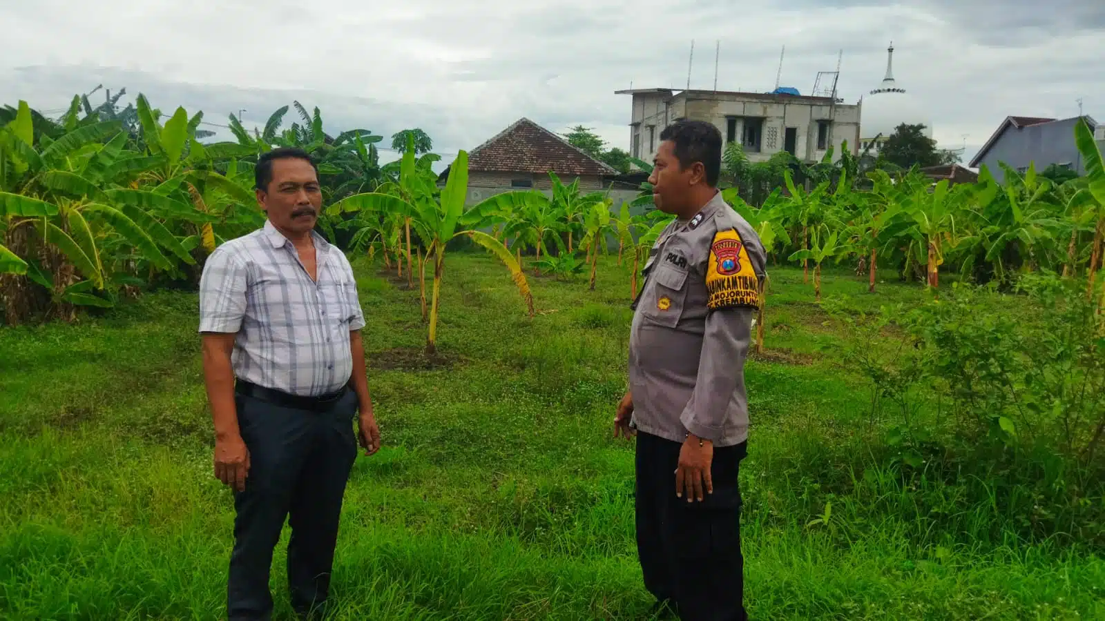 Kanit Binmas Polsek Krembung dan Kades Mojoruntut Tinjau Lahan Pisang, Dukung Swasembada Pangan