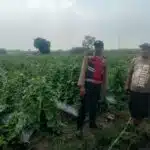 Bhabinkamtibmas Sambangi Petani Melon, Dukung Ketahanan Pangan di Desa Kebakalan