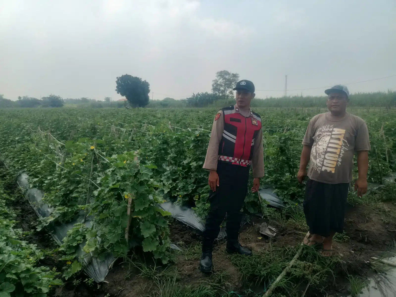 Bhabinkamtibmas Sambangi Petani Melon, Dukung Ketahanan Pangan di Desa Kebakalan