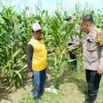 Polsek Balongbendo Cek Ketahanan Pangan di Pekarangan Warga Seduri