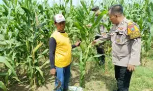 Polsek Balongbendo Cek Ketahanan Pangan di Pekarangan Warga Seduri