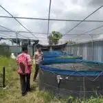 Bhabinkamtibmas Bersama Perangkat Desa Ganting Tinjau Program Ketahanan Pangan Budidaya Lele Bioflok