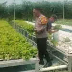 Upaya Swasembada Pangan Mandiri, Polisi Dampingi Petani Sayur Pasarkan Hasil Panen
