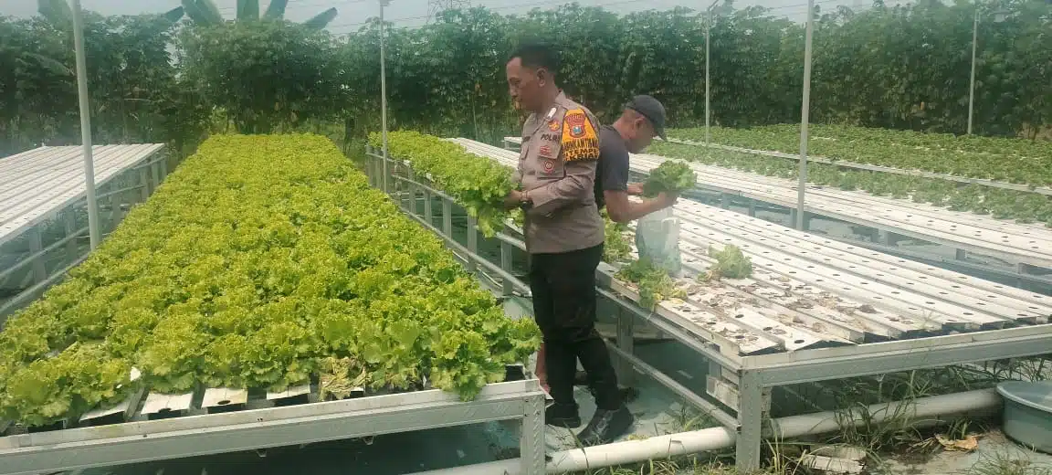 Upaya Swasembada Pangan Mandiri, Polisi Dampingi Petani Sayur Pasarkan Hasil Panen