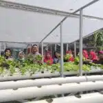 Ibu PKK dan Bhabinkamtibmas Tinjau Perkembangan Pokcay Hidroponik di Desa Kureksari Waru