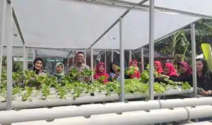 Ibu PKK dan Bhabinkamtibmas Tinjau Perkembangan Pokcay Hidroponik di Desa Kureksari Waru