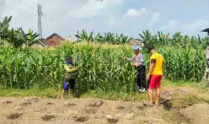 Anggota Polsek Porong Pastikan Tanaman Jagung di Desa Kesambi Siap Topang Swasembada Pangan